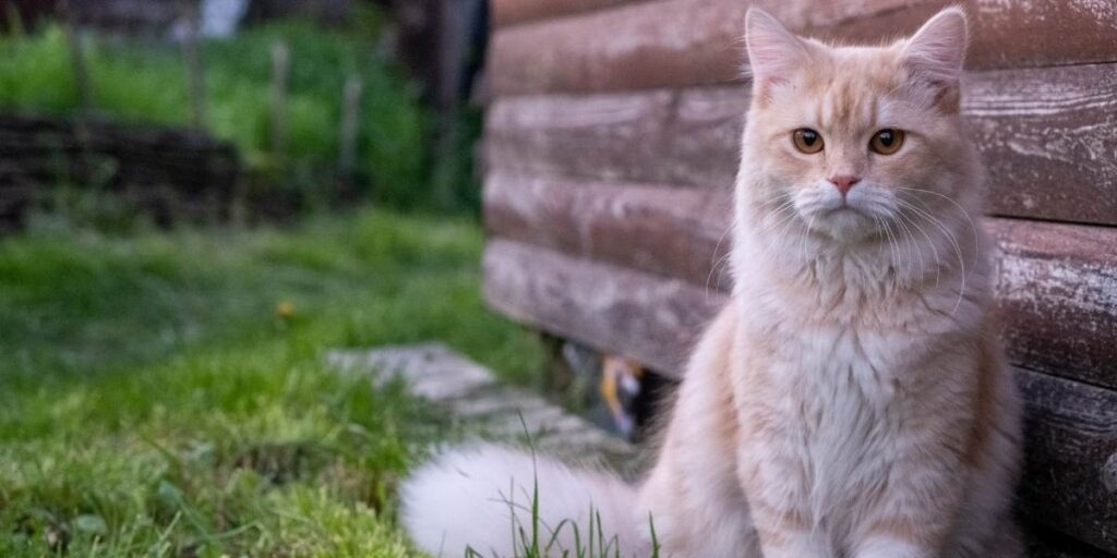 Kedilerde-asiri-tuy-dokme