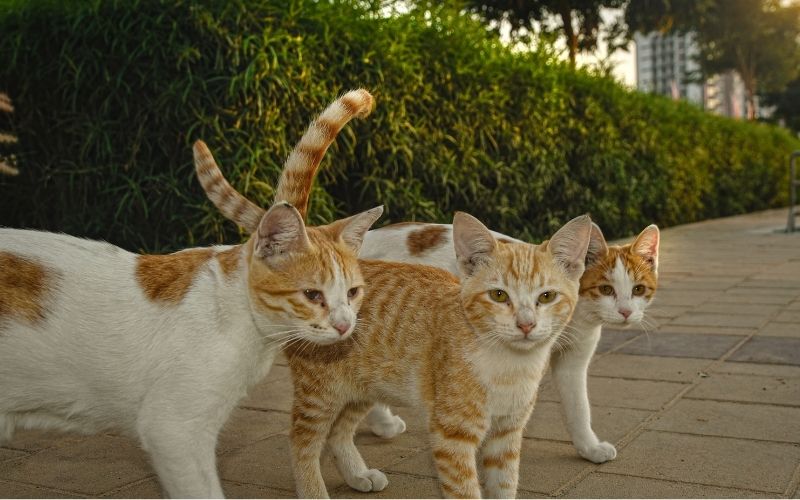 hayvanlar nasıl iletisim kurar