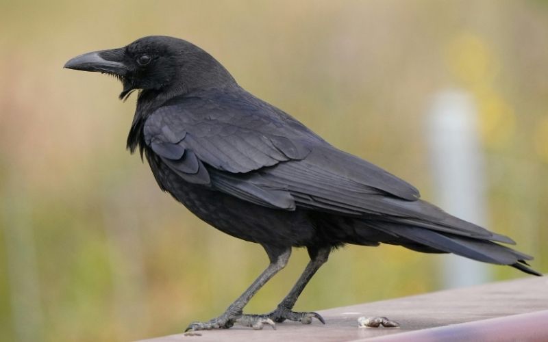 hayvanların hafızası ne kadar güçlü