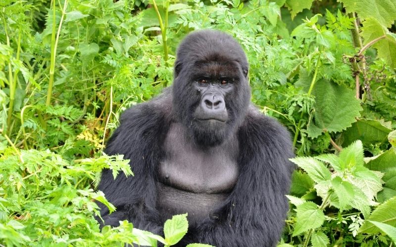 hayvanların hafızası ne kadar güçlü